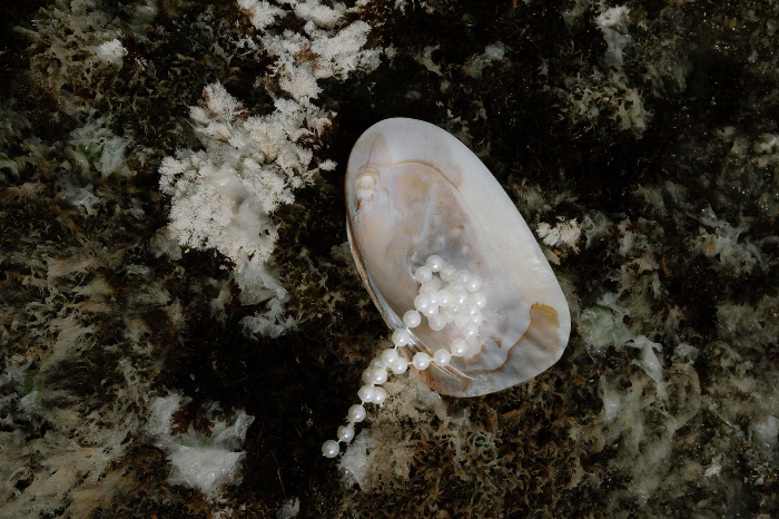 perles blanches dans un coquillage sur sable noir, contraste matière brute et précieuse